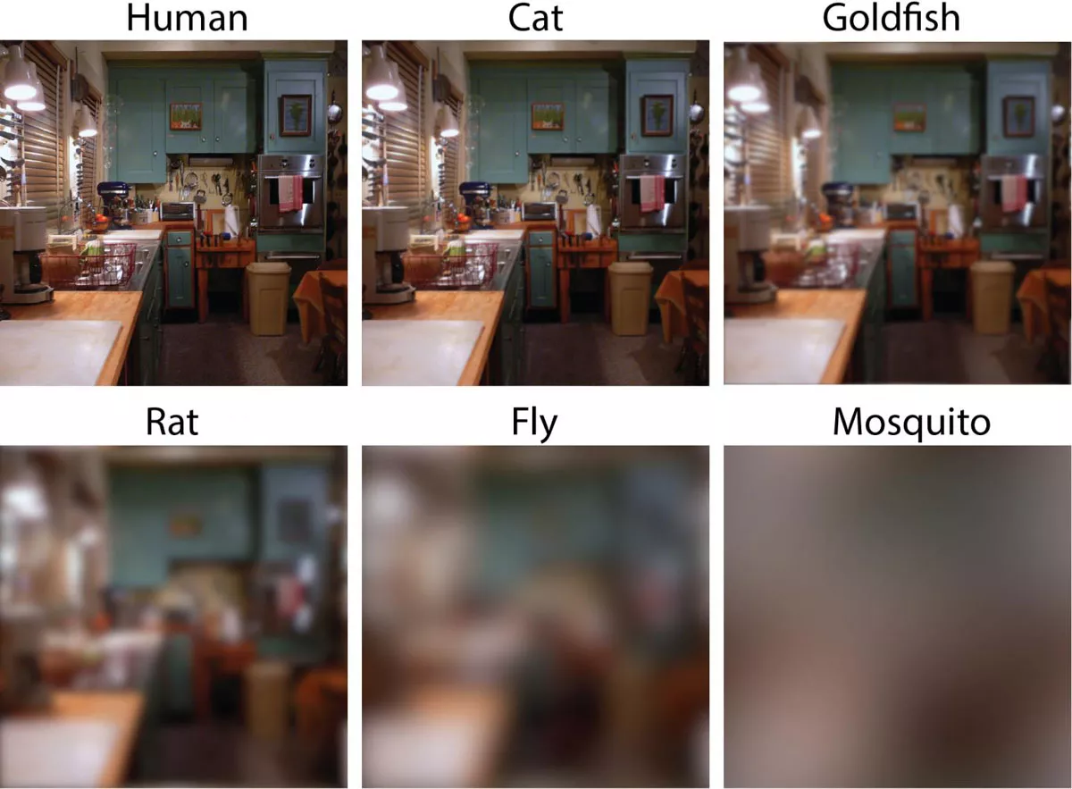 Tutustu 10+ imagen miten kissa näkee ihmisen