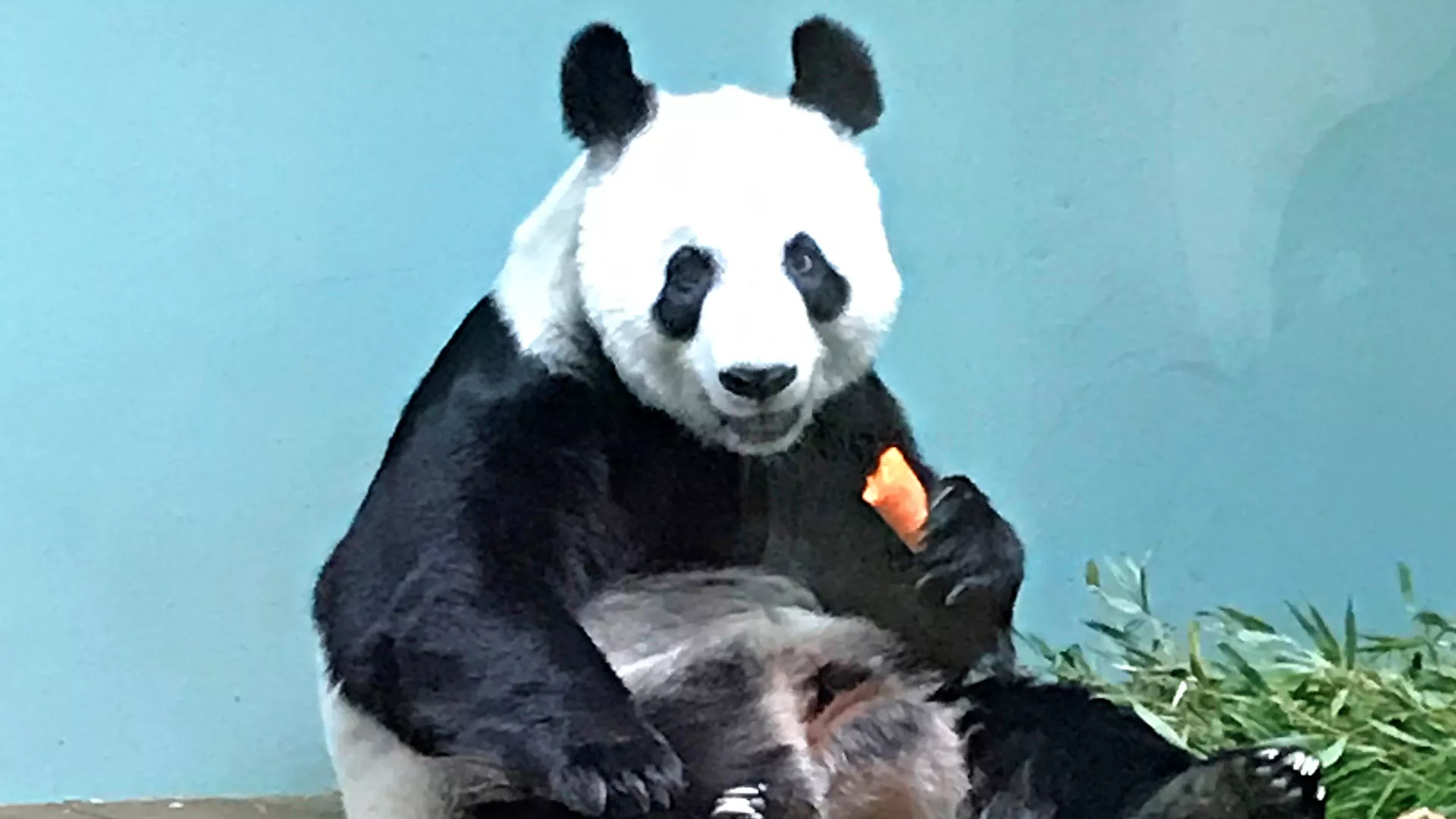 Edinburghin eläintarhan panda