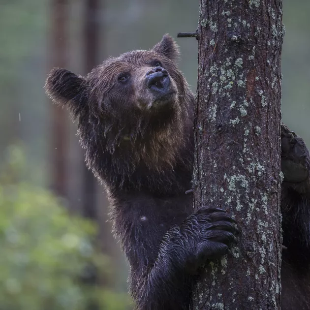 Karhuja saapuu Itä-Suomen Venäjältä, jossa karhukannat ovat hyvin vahvoja.
