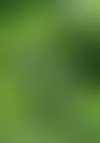 Pitkät kuivat hellejaksot syövät etenkin puolivarjoisiin, kosteisiin oloihin tottuneen mustikan kasvua ja satoisuutta. Ilmastonmuutoksen myötä kesähelteiden uskotaan yleistyvän. KASVAMASSA  Kuva: Jouko Kesäläinen/ OM-arkisto