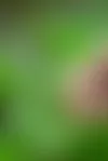 Käenkaali ihastuttaa siroilla kukillaan. © © Riikka Hurri/Kuvaryhmä/SKOY