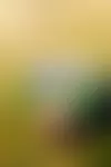 Tiinan isän rakentama omakotitalo oli pienituloisille vanhemmille melkoinen ponnistus. Se säilyi, mutta paljon muuta tuhoutui. Kuvassa Tiina uutukaisen kodin pihalla kultaisen noutajan Sindyn kanssa. © Hanna-Kaisa Hämäläinen