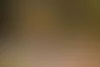 Rakkaat koirat Reino-portugalin­podengo, Esteri-bostoninterrieri, Kyllikki-mopsi ja Mauri-mäyräkoira lohduttavat ja piristävät Seija Jaatista. © Vessi Hämäläinen