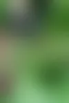 1. Tarha-adiantumi on herkkä saniaissuosikkini. Istutin sen uuteen perennapenkkiin keskelle etupihaa, kärhöjen ja muiden saniaisten vierelle. Se on tuliaiseni Viron Türin kukkamarkkinoilta. © Tiiu Kaitalo