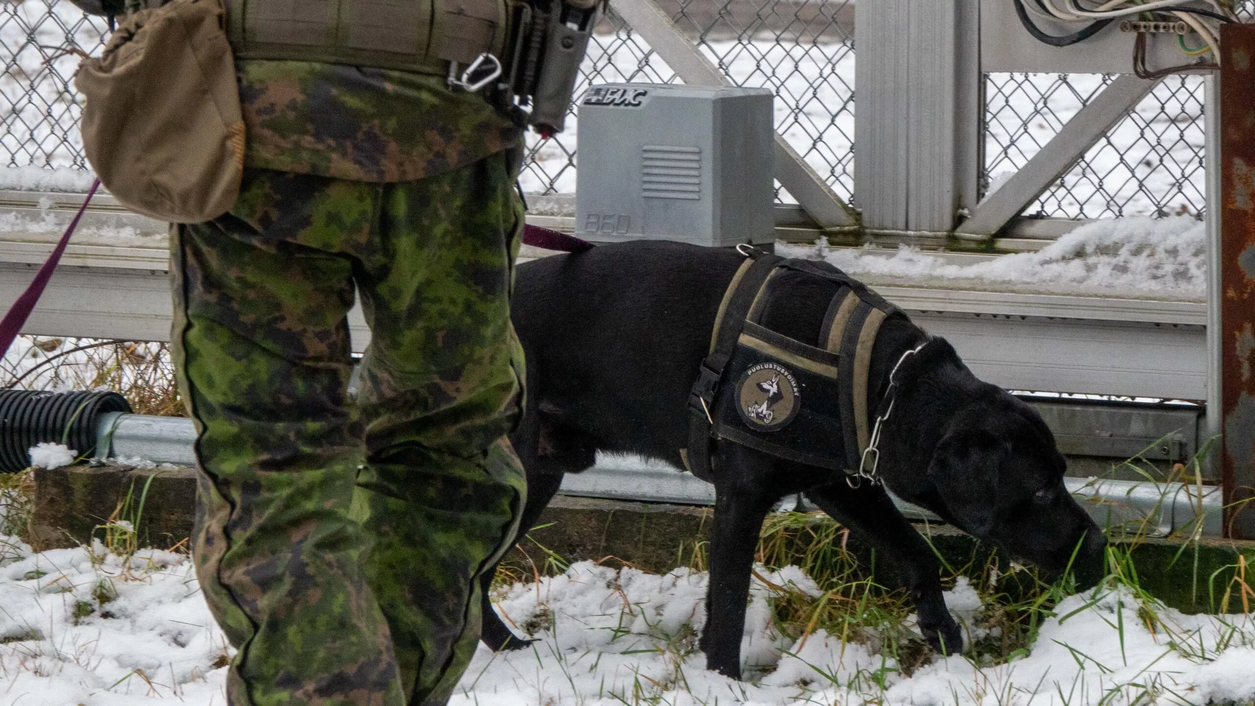 Sotakoirat omistaa puolustusvoimat ja Porin prikaati. Koiran työura jatkuu yleensä 8–10 ikävuoteen asti.