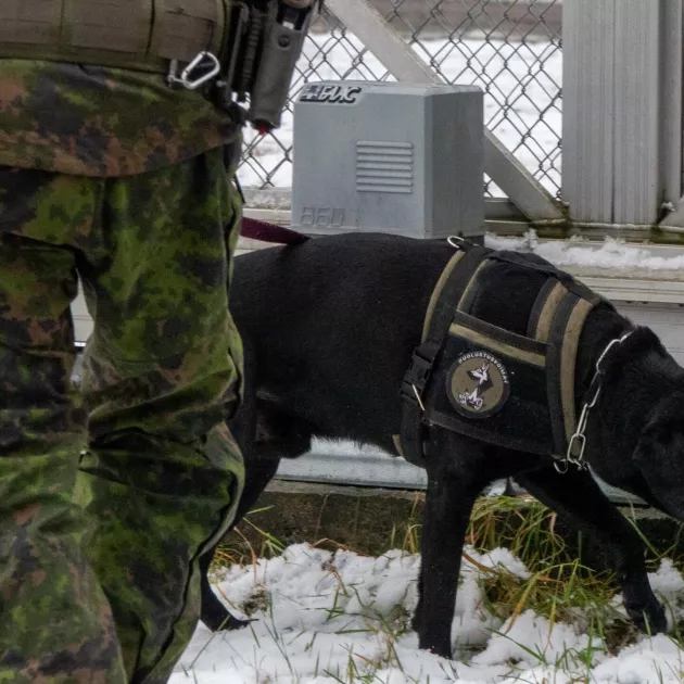 Sotakoirat omistaa puolustusvoimat ja Porin prikaati. Koiran työura jatkuu yleensä 8–10 ikävuoteen asti.