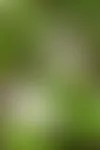 Hieman valkosipulilta maistuva karhun­laukka kasvaa luonnonvaraisena Lounais-Suomessa. Se viihtyy puutarhassa hyvin esimerkiksi omenapuun varjossa. © Suvi Elo