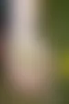 Isohietasinappi eli villirucola on kaalituholaisten mieleen. Se tekee kuitenkin Etelä-Suomessa uuden sadon marras-joulukuussa, jolloin kirpat eivät enää vaivaa. © Suvi Elo