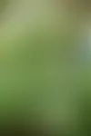 Jaakko Saarisen atsalearisteytys on yksi monista. Ristey­tyksissä otetaan huomioon kukkien värin lisäksi muun muassa niiden koko ja muoto, kukinta-­aika, talvenkesto sekä hallaherkkyys. © Sini-Marja Niska
