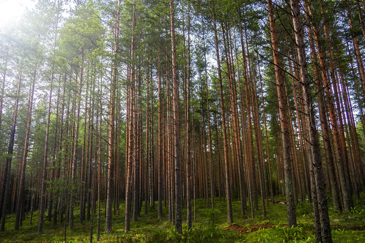 Metsään sijoittamisessa on mietittävä myös sopivia puulajeja kullekin metsätilalle. Mänty on talousmetsien yleisin puulaji. 