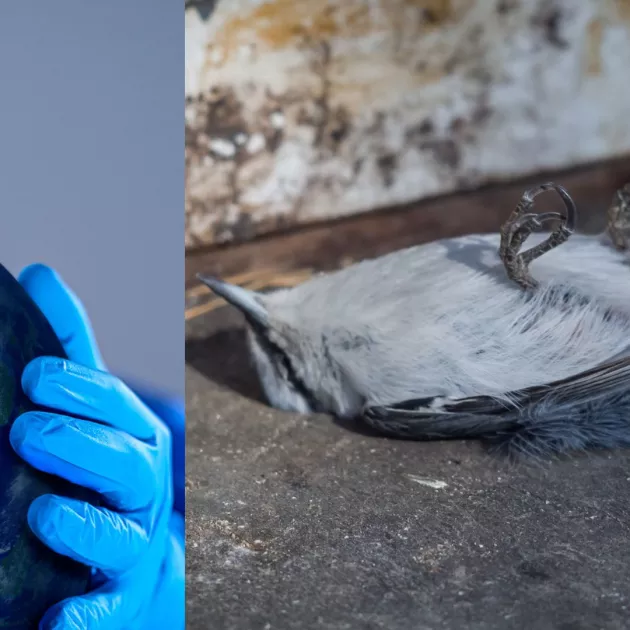 Kuollut lintu ja lintuinfluenssa herättävät huolta tartuntavaarasta.