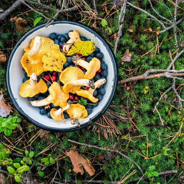 Jokaisella Suomen metsissä liikkuvalla on oikeus poimia maastosta marjoja ja sieniä.