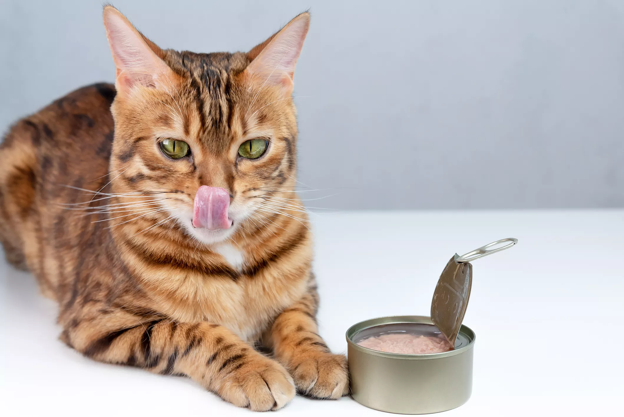 Tonnikala maistuu kissalle, mutta vain kissan tonnikalaa saa antaa.