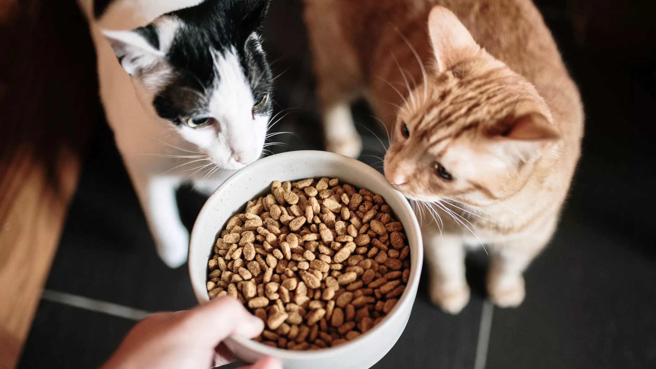 ruoka-apu auttaa kissojakin.