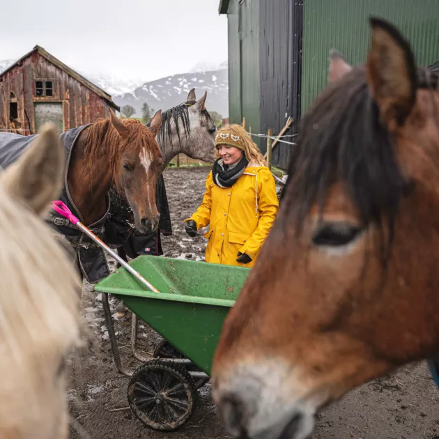 Sateisena alkukesän päivänä Mari Carverin neljä hevosta tulevat mielellään laitumelta talliin. Uteliaimpia ovat paikallisiin oloihin sopeutuneet lyngeninhevoset.