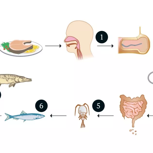 Lapamadon kiertokulku alkaa, kun toukka niellään ruoan mukana (1) ja se kiinnittyy suolen seinämään (2). Aikuinen mato (3) alkaa tuottaa ulosteeseen munia (4), joista vedessä kehittyvä toukka infektoi eläinplanktonia (5). Pikkukala (6) syö planktonia ja petokala (7) pikkukalan. Ihminen saa toukan, jollei petokalaa ole kypsennetty tai pakastettu kunnolla.