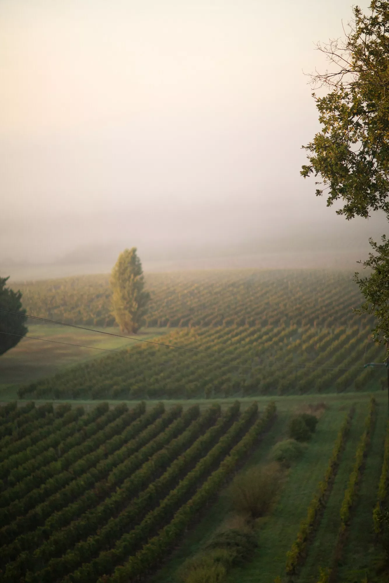 Hyvä viini syntyy viinirypäleistä, jotka ovat kasvaneet viinille sopivassa maaperässä.