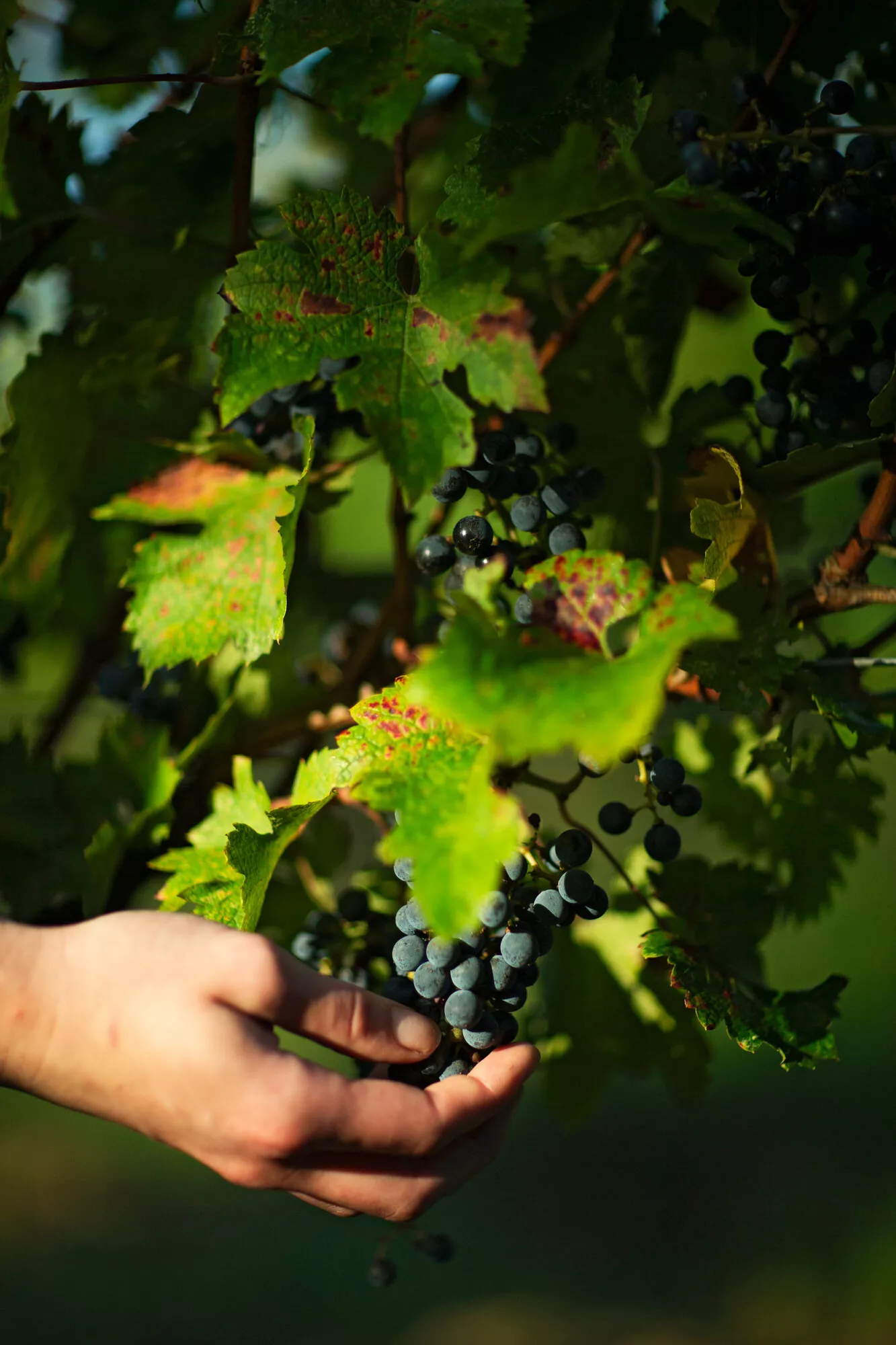  Viinitarhalla viinirypäleet halutaan poimia niiden kypsyyden kannalta juuri oikeana päivänä. Siksi viinitilalla käydään eri viinitarhat läpi päivittäin sadonkorjuun aikaan.   