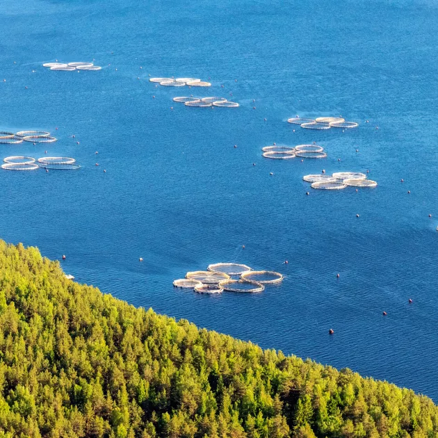 Tältä näyttää Onega­järveen perustettu kalankasvatusfarmi Karjalassa. ­Suomessa sisävesiin ei ole luvallista perustaa kalanviljelyslaitoksia. Serguei Fomine / Russian Look / MVPhotos