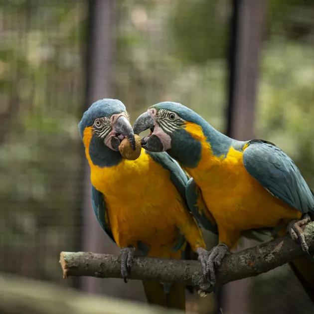 Korkeasaaren omat sinikurkkuara-papukaijat, Linda ja Romeo, ovat luonteeltaan touhukkaita.