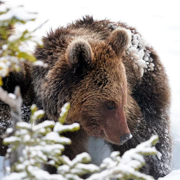 Heränneet karhut. Pekkanen kuvasi karhuja viime keväänä Kuusamossa Venäjän rajan läheisyydessä, kun ne olivat juuri nousseet talviunilta. 