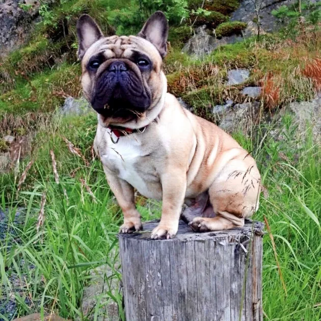 Neljän vuoden ikäisenä hukkunut Väinö oli oman arvonsa tunteva ranskanbulldoggi.