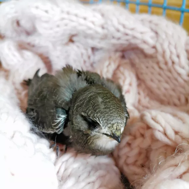 Myöhäinen tervapääskynpoikanen putosi erään pariskunnan eteen Riihimäen keskustassa. He veivät sen Annuliille hoitoon. Kolme viikkoa myöhemmin lintu pääsi muuttomatkalle.