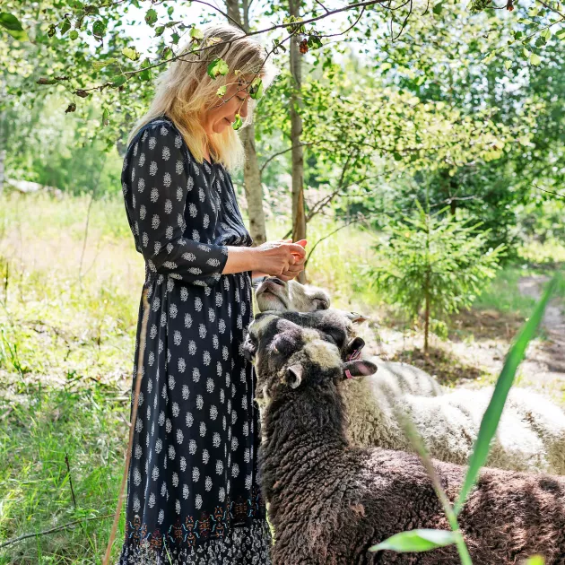Amaryllis, Satenkaari ja Timantti ylläpitävät perinnemaisemaa. ”Ja ovathan lampaat aika mukavia”, sanoo Saija.
