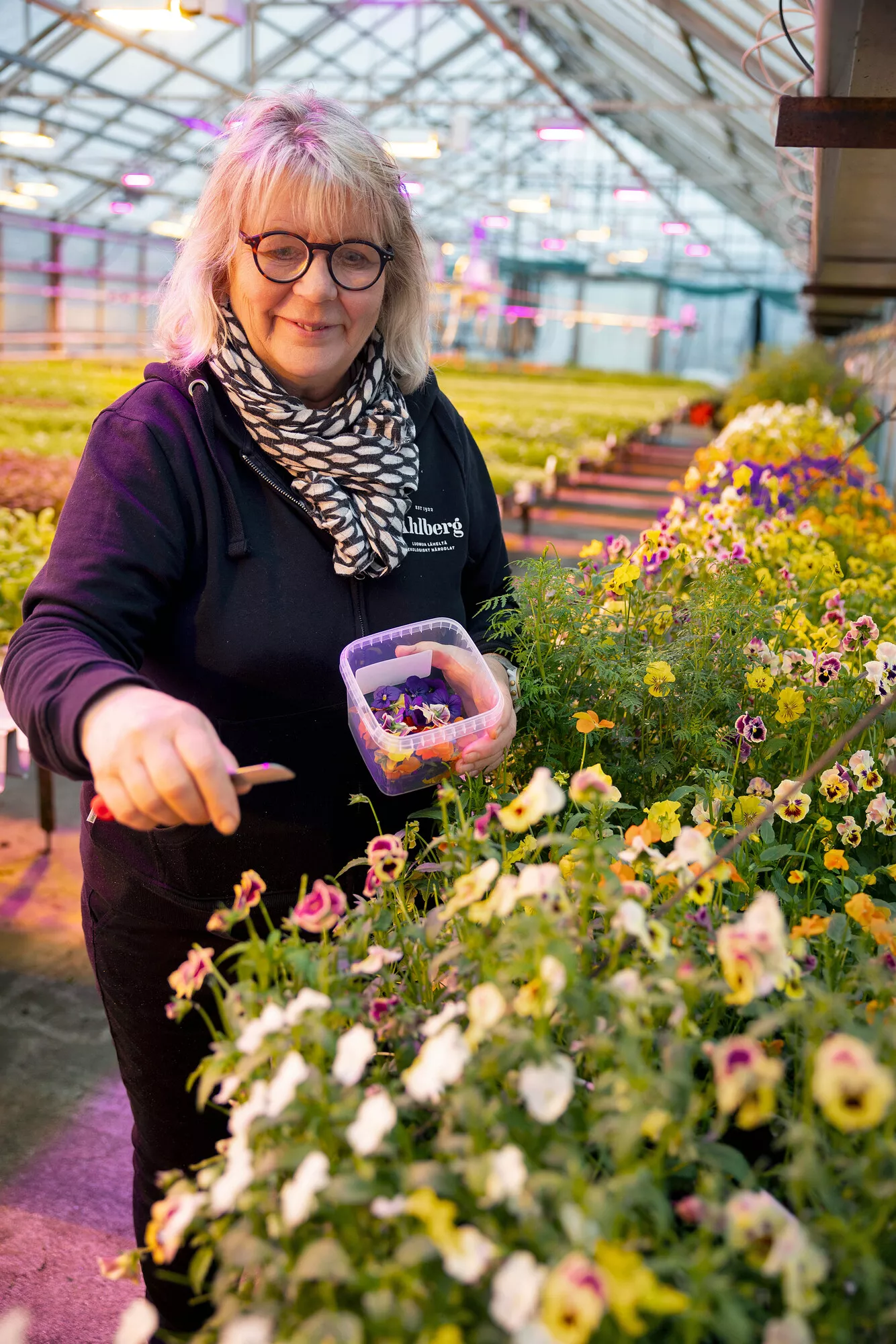Puutarhayrittäjä Minna Tengvall kerää orvokin kukkia ravintolan tilaukseen. Ahlbergin puutarhalla kaikki tuotteet ovat syötäviä ja luomua.