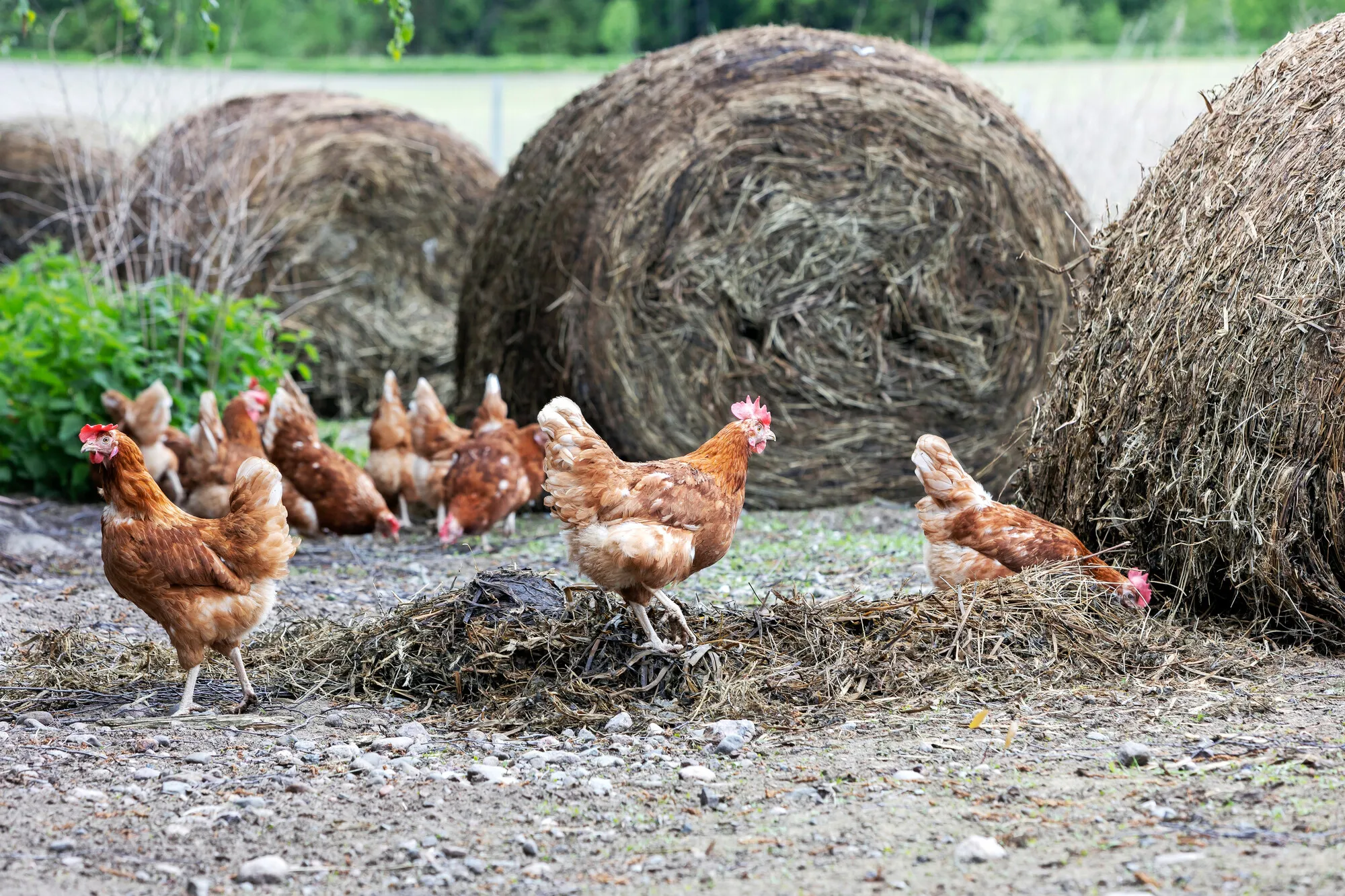 Kanat pääsevät ulos kesäkuun alussa. Heinäpaalit on tuotu niille virikkeeksi.