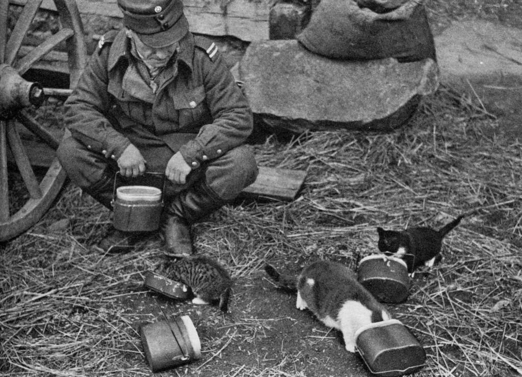 Suomalainen sotilas syöttää kissoja. Kuvaaja: tuntematon