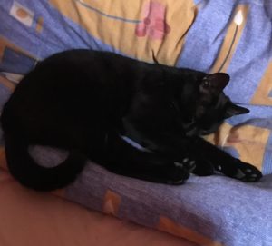 Musta kissa vuoteessa.