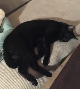 Musta kissa sohvalla.