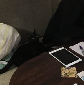 Musta kissa on mukana töissä.