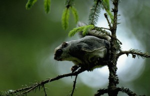 Liito-orava suojelu uhanalaisuus