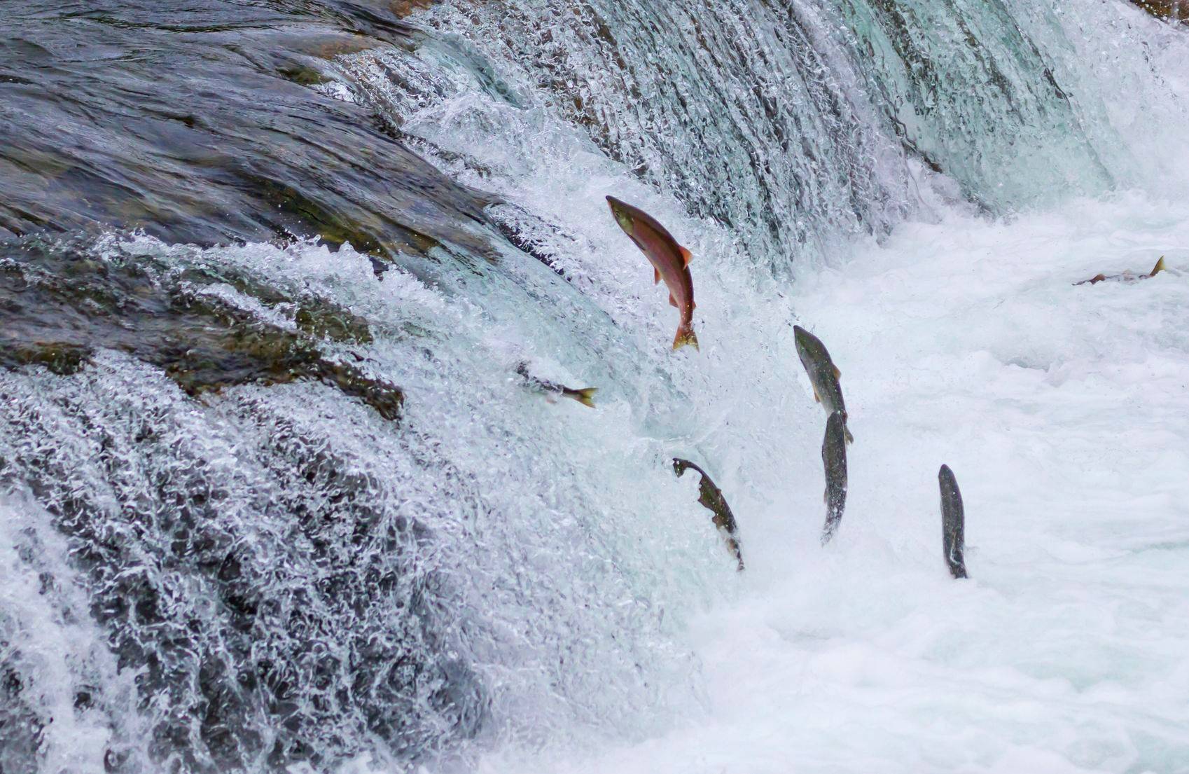 Рыба плывет против течения. Водопад Брукс Аляска. Нерест. Форель вверх по водопаду. Лосось выпрыгивает из воды.