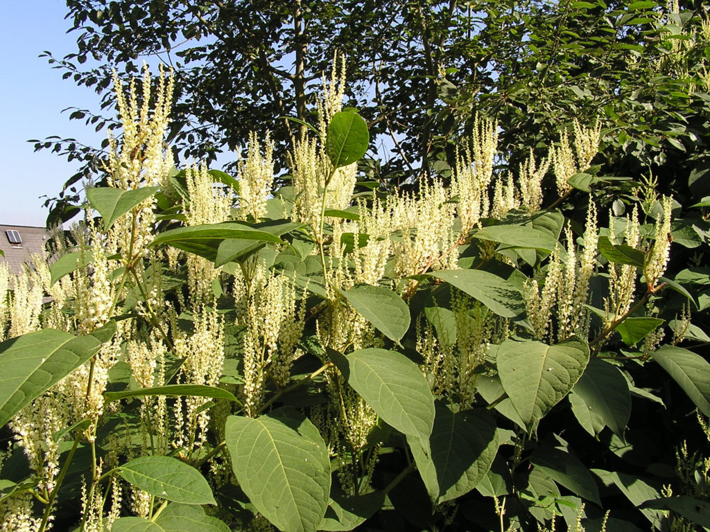 Itäaasialainen koristekasvi japanintatar voi kasvaa yli parimetriseksi.