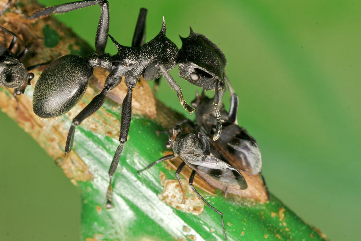 Cephalotes-suvun muurahainen ja sarvikaskaita.