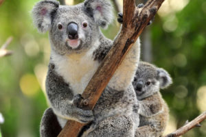Koala eli pussikarhu (Phascolarctos cinereus).
