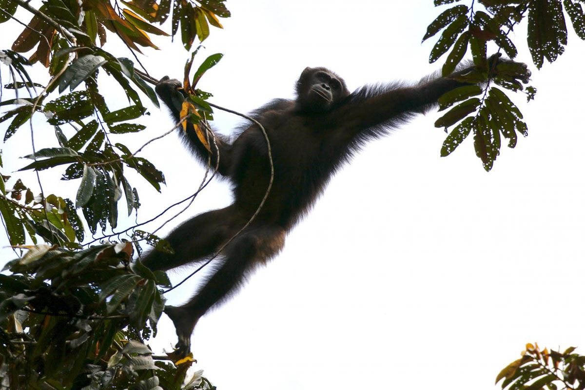 Mustanaamasimpanssi eli tsego (Pan troglodytes troglodytes).