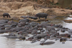 Virtahevot köllöttelevät vesialtaassa Marajoen alueella Keniassa.