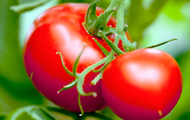 Puutarhanhoitoa, tomaatteja