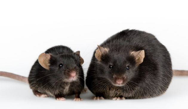 Lihava ja normaalipainoinen hiiri