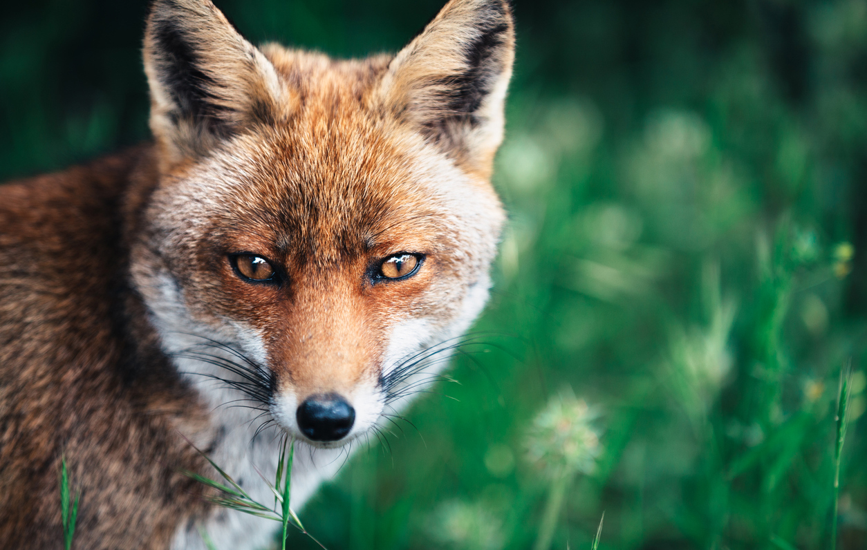 Uhanalaisten eläinlajien ahdinko syvenee myös Suomessa ilmastonmuutoksen  seurauksena - Useita lajeja uhkaa myös salakalastus ja kestämätön metsästys  