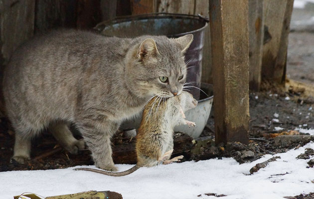 Tutkimustulos yllättää: Kissa onkin huono rotanpyydystäjä – Ahkerana  tunnetu saalistaja peittääkin rottaongelman maan alle 