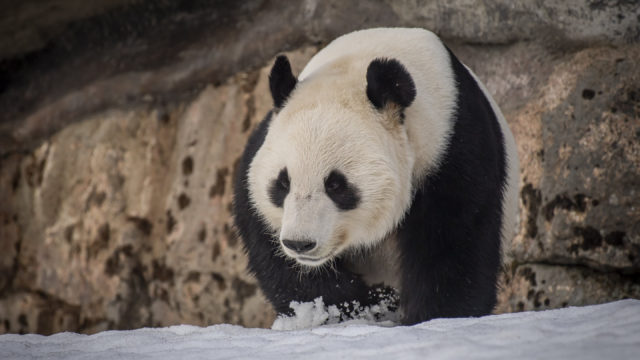 Pyry-panda lumihangessa.