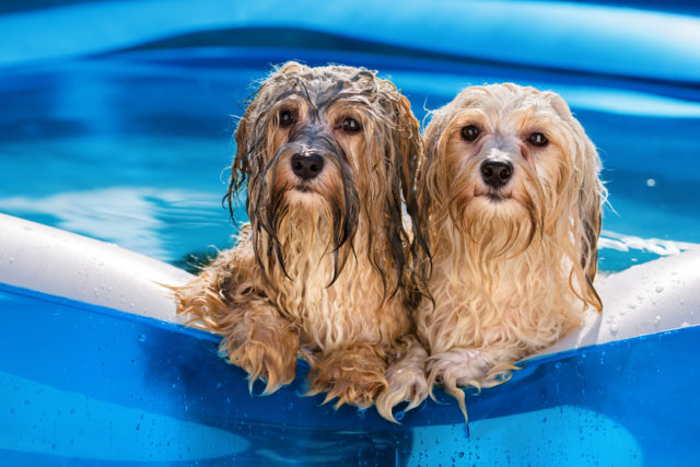 Koirakin voi nauttia uima-altaassa polskimisesta.