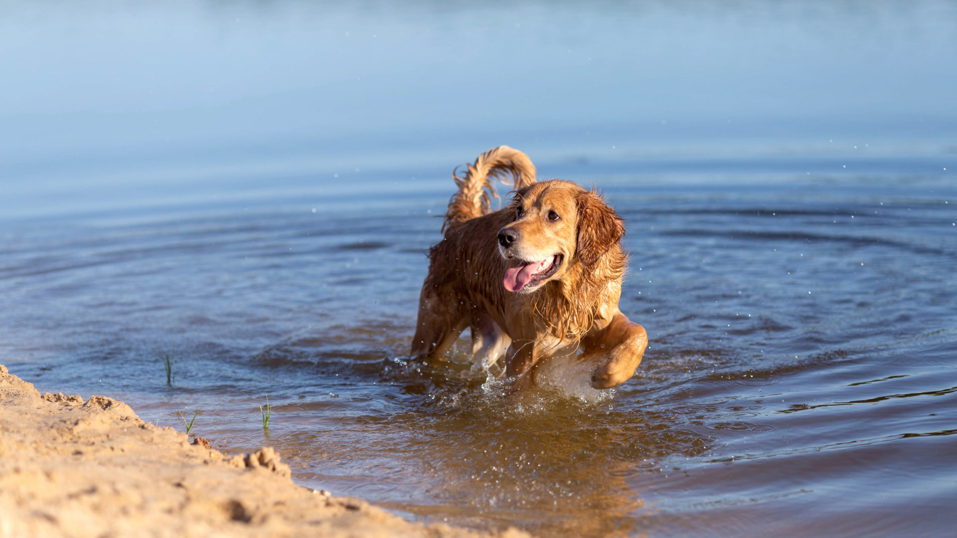 Uiminen helpottaa koiran oloa helteellä.