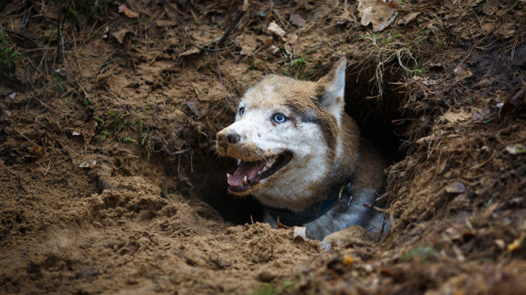Maanalainen tunneli on viileä lepopaikka koiralle.