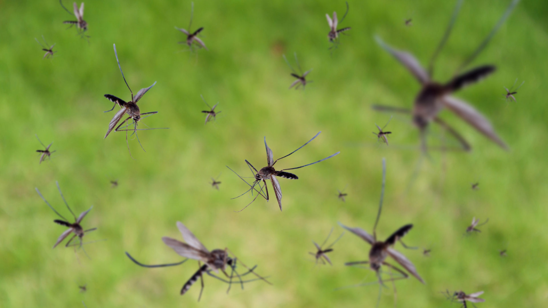 Hyttyset levittävät tauteja, kuten malariaa.